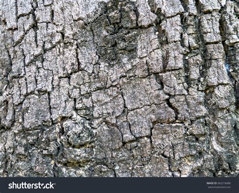 Seamless Tree Bark Background Brown Tileable Stock Photo