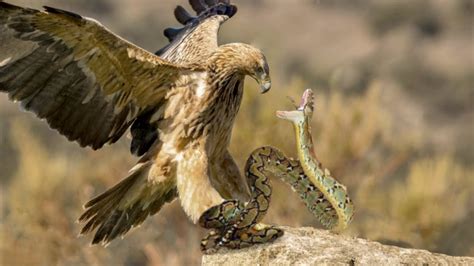 Eagle Vs Snake Real