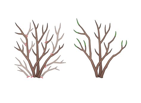 Basic Pruning Cuts Sunset Magazine