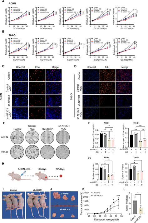 Knockdown Of Nr C Inhibits The Proliferation Of Ccrcc The Effect Of