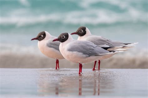 Falklands Nature – Wildlife, Birding and Photography Adventures