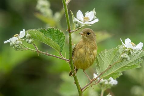 Common Yellowthroat Juvenile Tony Spane Flickr