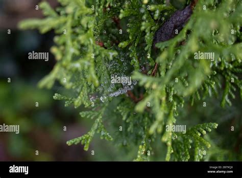 Photo of the leaves of Chamaecyparis obtusa tree Stock Photo - Alamy