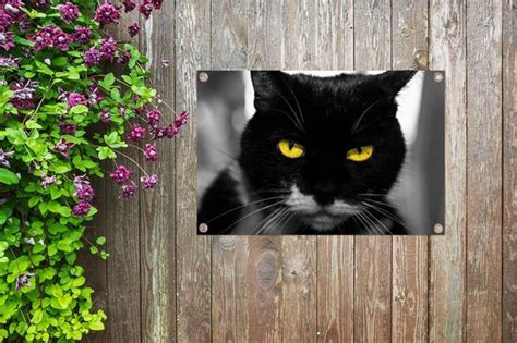 Tuinposters Buiten Zwart Wit Foto Van De Kop Van Een Zwarte Kat Met