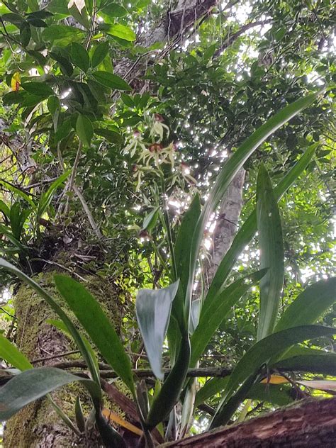 Clamshell Orchid In November By Ismael Arellano Ciau Inaturalist