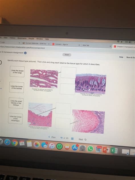 Anatomy And Physiology Archive December 14 2018 Chegg