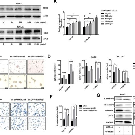 Extracellular Hmgb Promotes The Sphere Formation Invasion And Emt