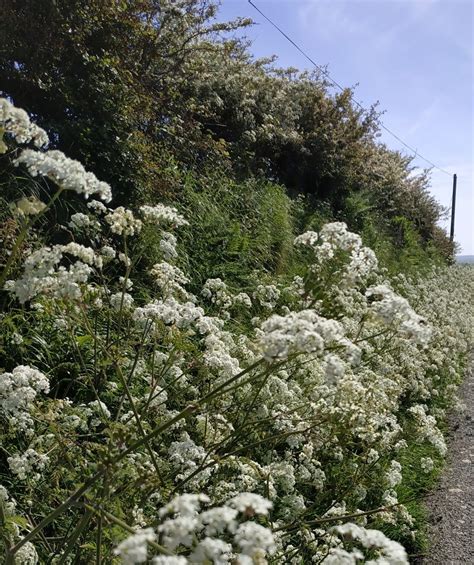 Nature-Friendly Farming Series; Hedgerows | PONT