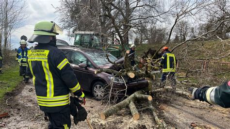 Orkanb En Sturm Wirft Baum Auf Motorhaube Eines Autos