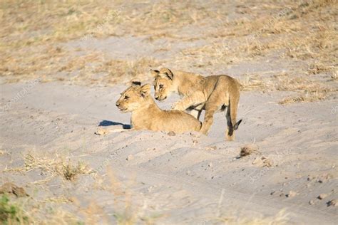 Lion in African savanna Stock Photo by ©2630ben 98064238