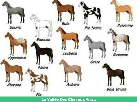 Différentes robes de chevaux Wiki Tout Sur L équitation Rp Amino