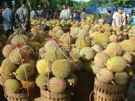 MUSIM DURIAN ANTARA Foto