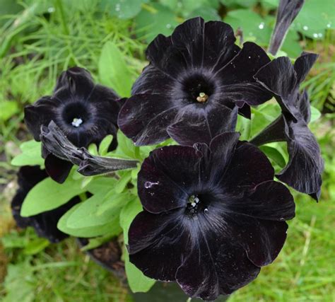 Black Flowers To Add To Your Garden