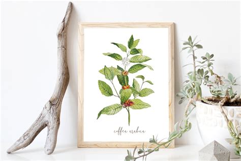 Coffee Plant Watercolor Painting Coffea Arabica Wall Art - Etsy