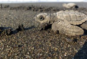 Tortuga Golfina Lepidochelys Olivacea Info Tortuga