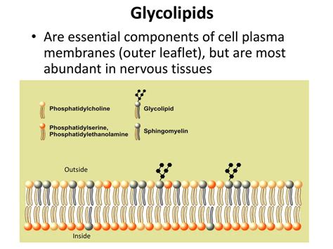 Glycolipids In Cell Membrane