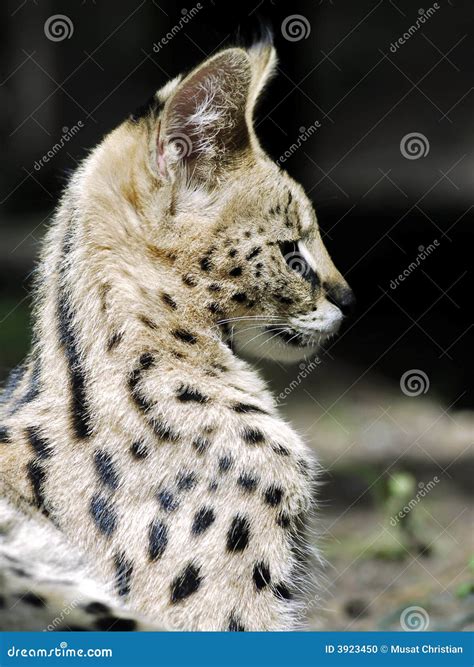 Retrato Do Serval Foto De Stock Imagem De Cabelo Gato 3923450