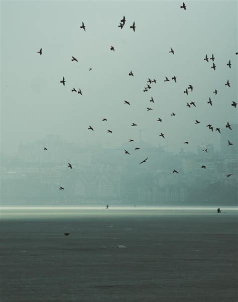 Premium Photo Flock Of Birds Flying Over Sea