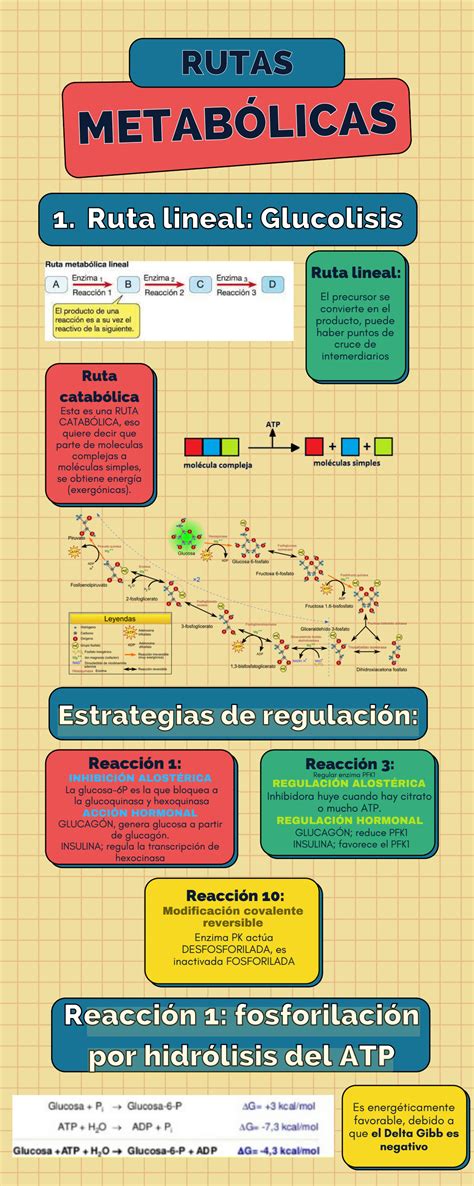 SOLUTION Rutas Metabolicas Studypool