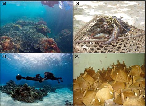 Coral Reef Ecosystem Services In The Anthropocene Woodhead 2019 Functional Ecology Wiley