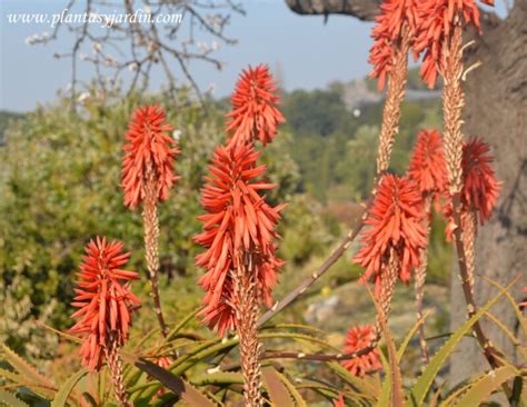 Aloe Arborescens El Aloe Candelabro Plantas Y Jardín