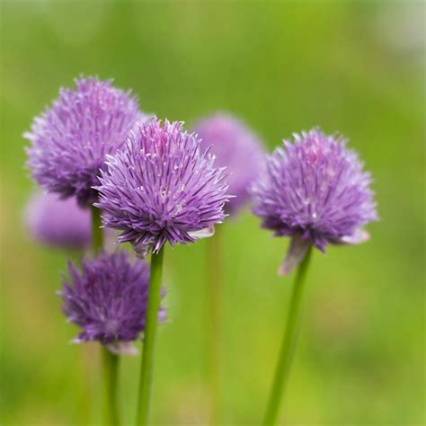 Цибуля-трибулька (Allium schoenoprasum)