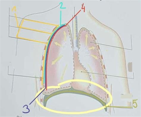 Das Respiratorische System Karteikarten Quizlet