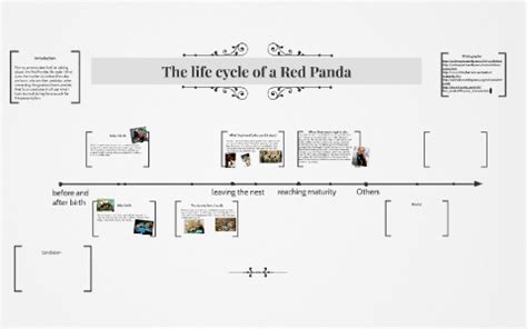 Life Cycle Of A Panda Diagram