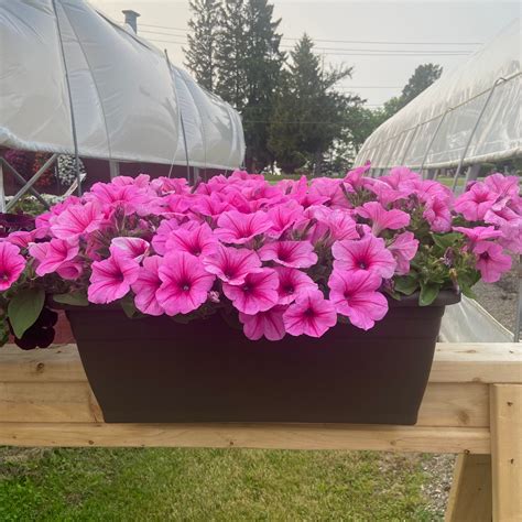 Vollmer Farms | East Syracuse NY