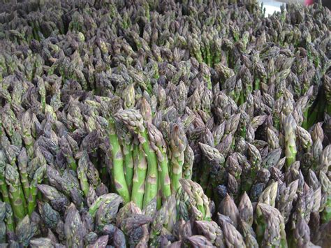 Asparagus - wikidoc