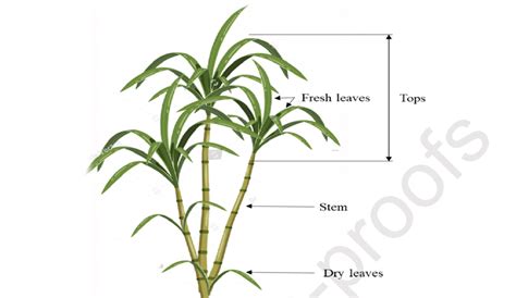 5 Morphology Of The Sugarcane Plant Download Scientific Diagram