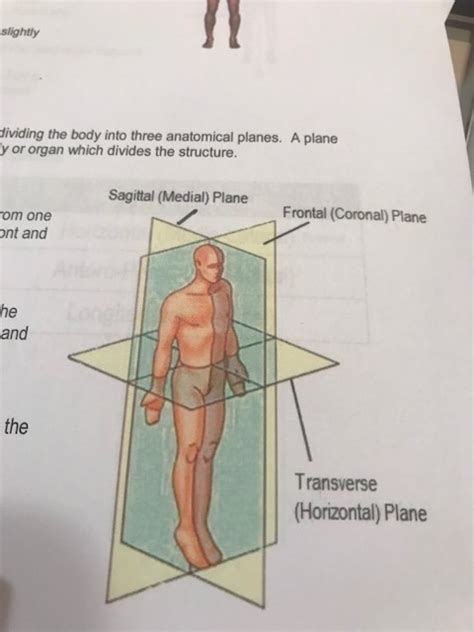 The Anatomical Position Planes And Axis Chart Diagram Quizlet