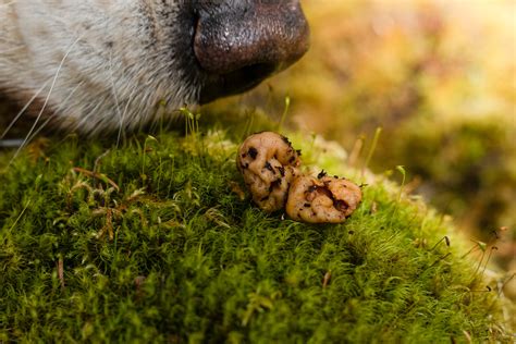 Truffling for Science – Exploring underground fungi diversity with dog