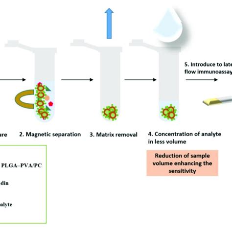 Scheme Showing The Immunomagnetic Separation And Preconcentration