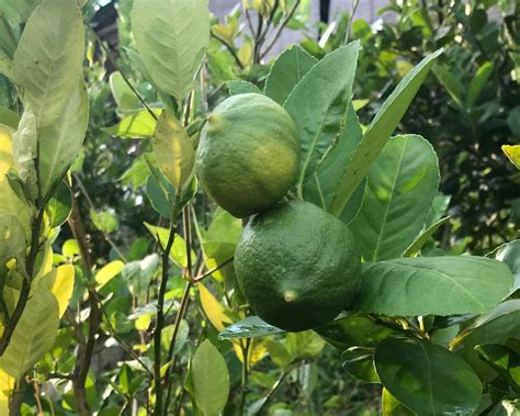 lemon jelatok retreat farm