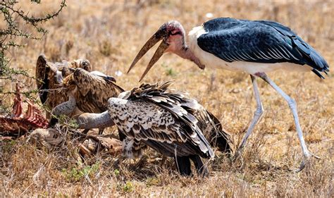 11 Birds That Eat Dead Animals