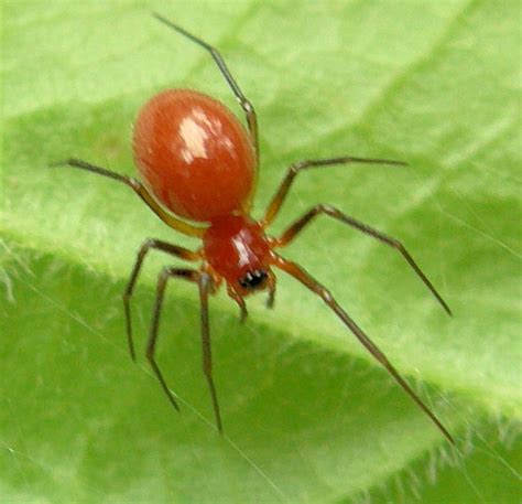 Tiny Red Spider 1 Bugguidenet