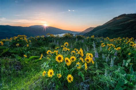 Balsamorhiza I Ubin Na Ce W Rezerwacie Przyrody Columbia River Gorge