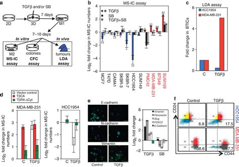 Effects Of Tgfβ Pathway Activation On Human Bticsa Schematic