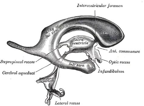 Aquaeductus Mesencephali Ars Neurochirurgica