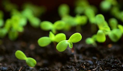 Réussir ses semis au potager nos conseils et astuces Le Club des