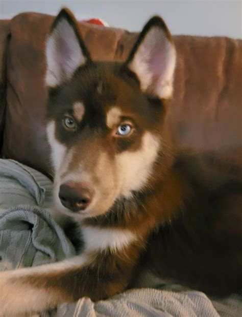 Dog for Adoption - Balto, a Siberian Husky in Raleigh, NC | Alpha Paw