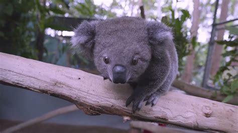 Every Koala Counts Official Trailer Youtube