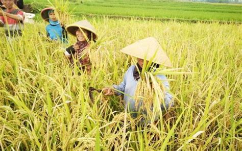 Petani Desa Sawahan Mulai Panen Padi