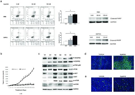 Apatinib Suppressed Anti Apoptotic Cell Growth In Icc Cells A