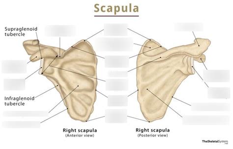 Anatomy Practical Diagram Quizlet