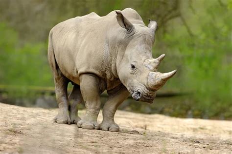 White rhinoceros Stock Photos, Royalty Free White rhinoceros Images ...