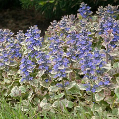 Ajuga Reptans Burgundy Glow Carpet Bugle