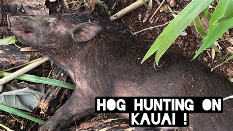 Hunting Hogs On Kauai YouTube