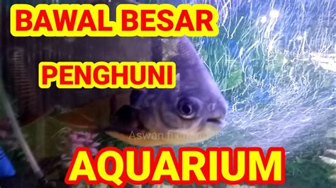 Ikan Bawal Besar Di Aquarium Youtube